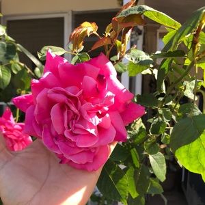 Meet your Posher, Iris